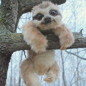 Meet your Posher, Caleb wombat